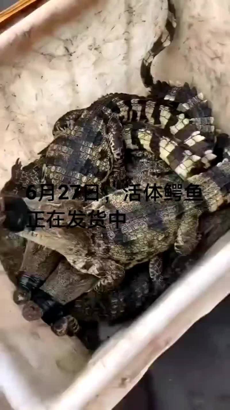 鳄鱼