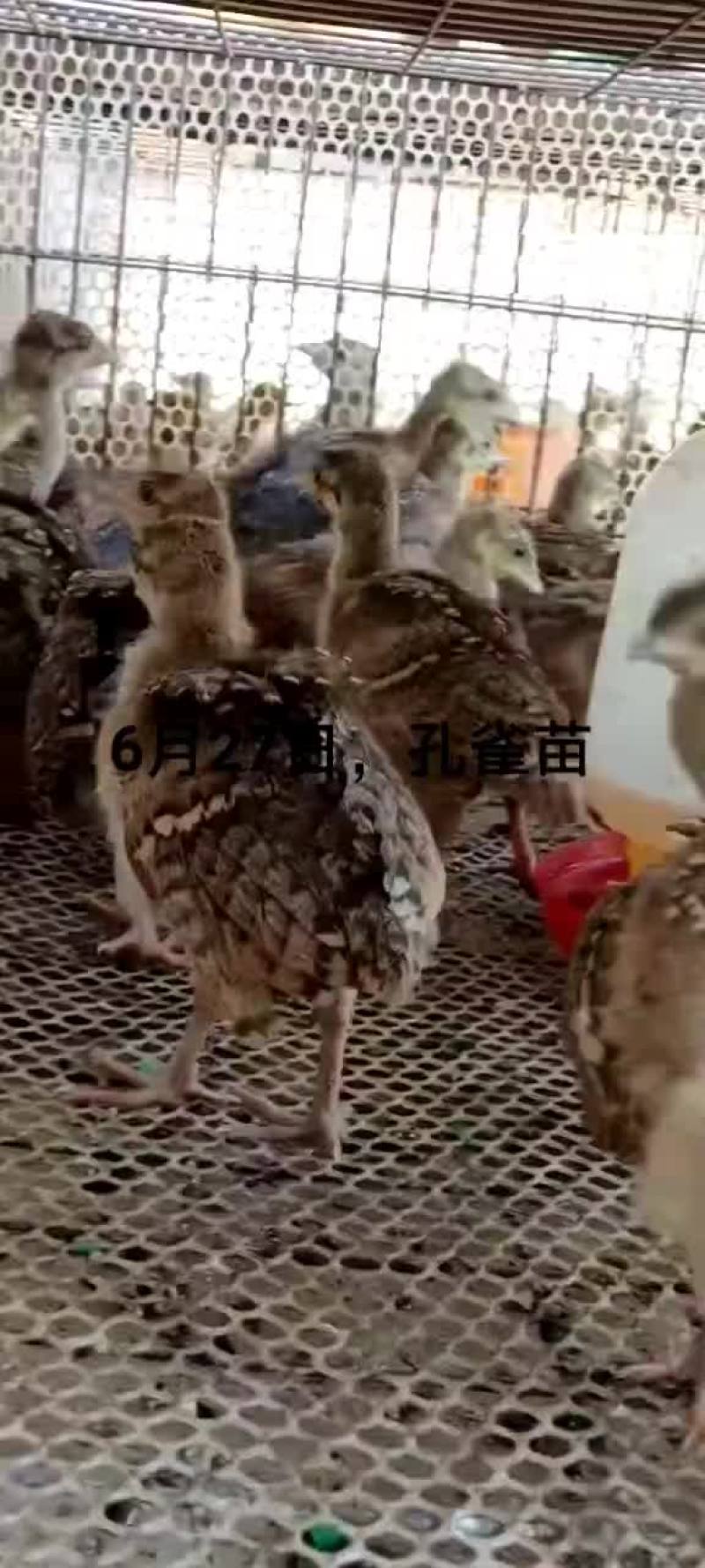 鳄鱼