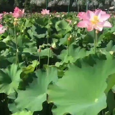 少量莲蓬上市有需要的可以联系