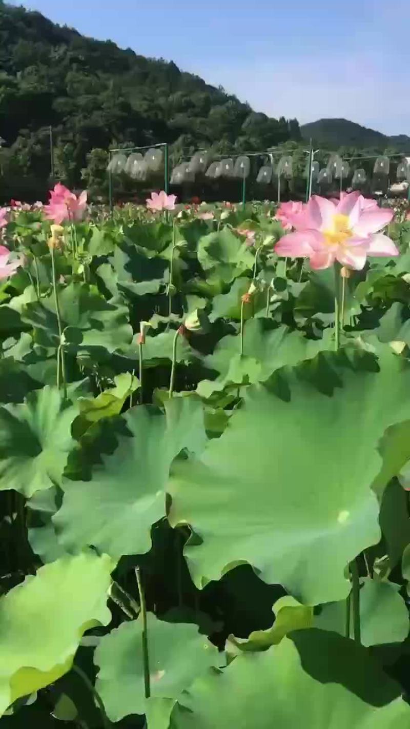 少量莲蓬上市有需要的可以联系