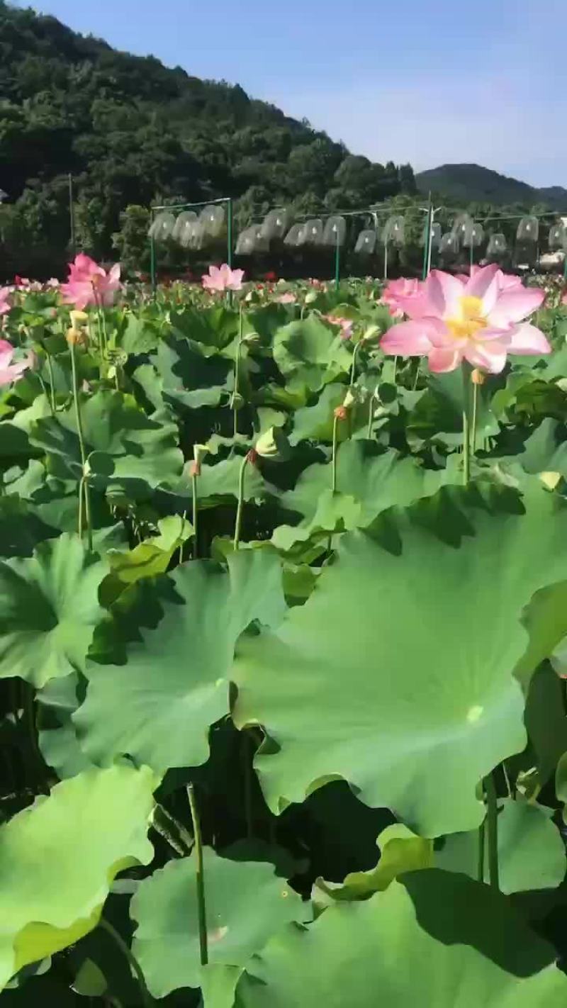 少量莲蓬上市有需要的可以联系