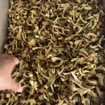 袖珍菇烘干秀珍菇凤尾菇平菇干