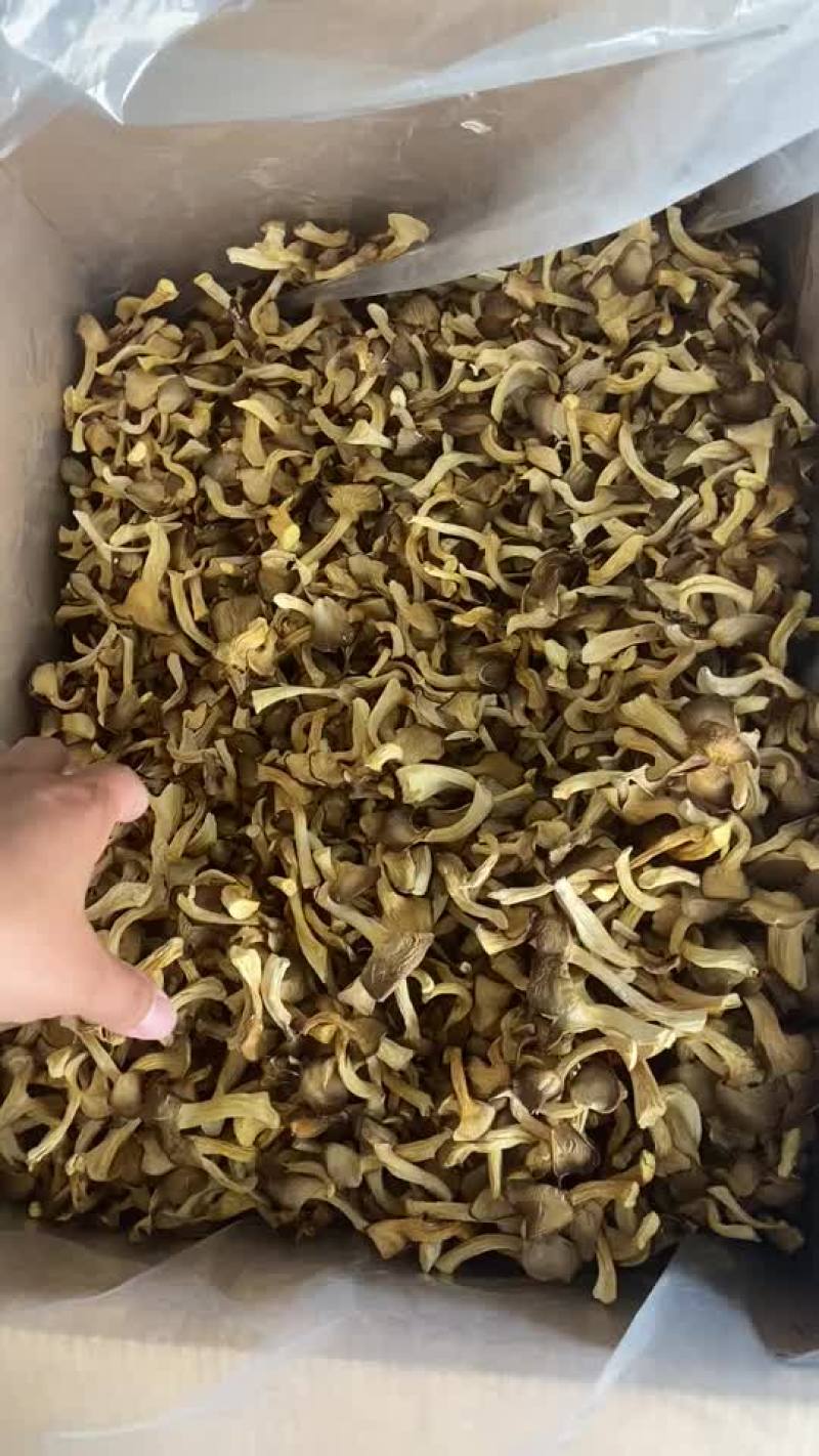 袖珍菇烘干秀珍菇凤尾菇平菇干