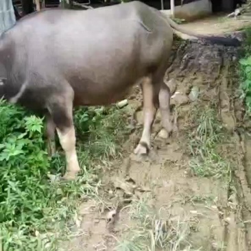 出售本地小水牛