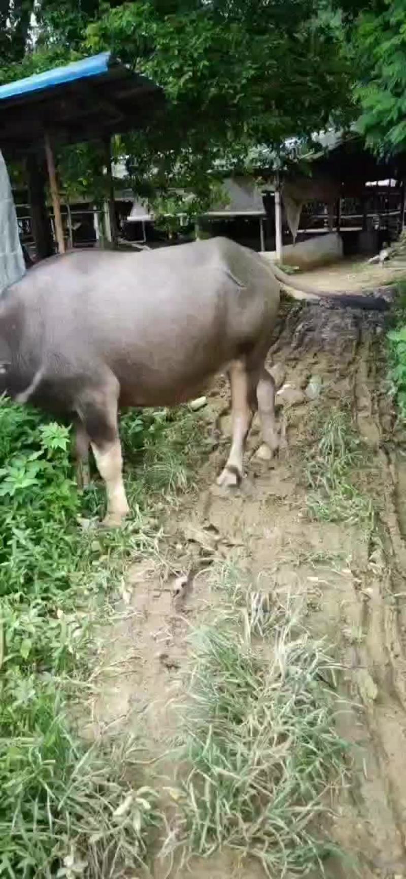 出售本地小水牛