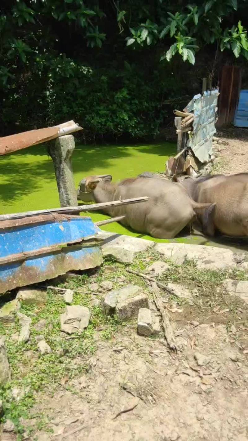 出售本地小水牛