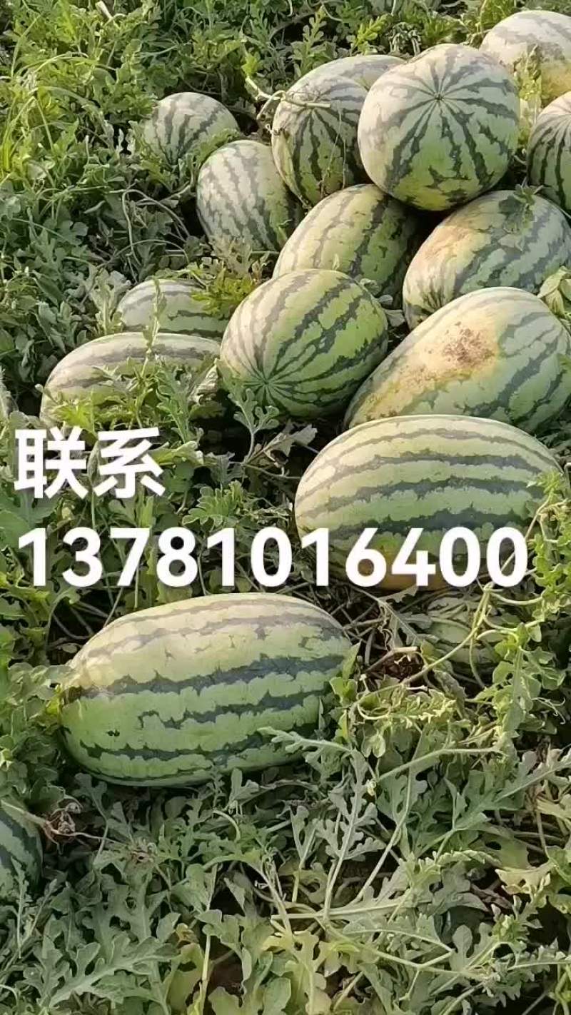 灵宝西瓜安农二号