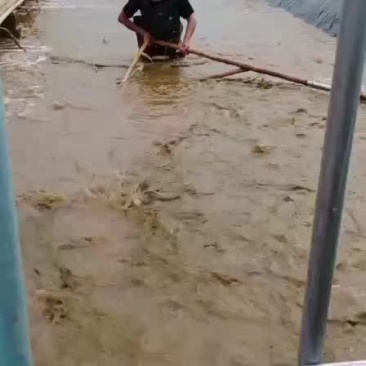 山东东营本地南美对虾大量供应可视频看货欢迎联系