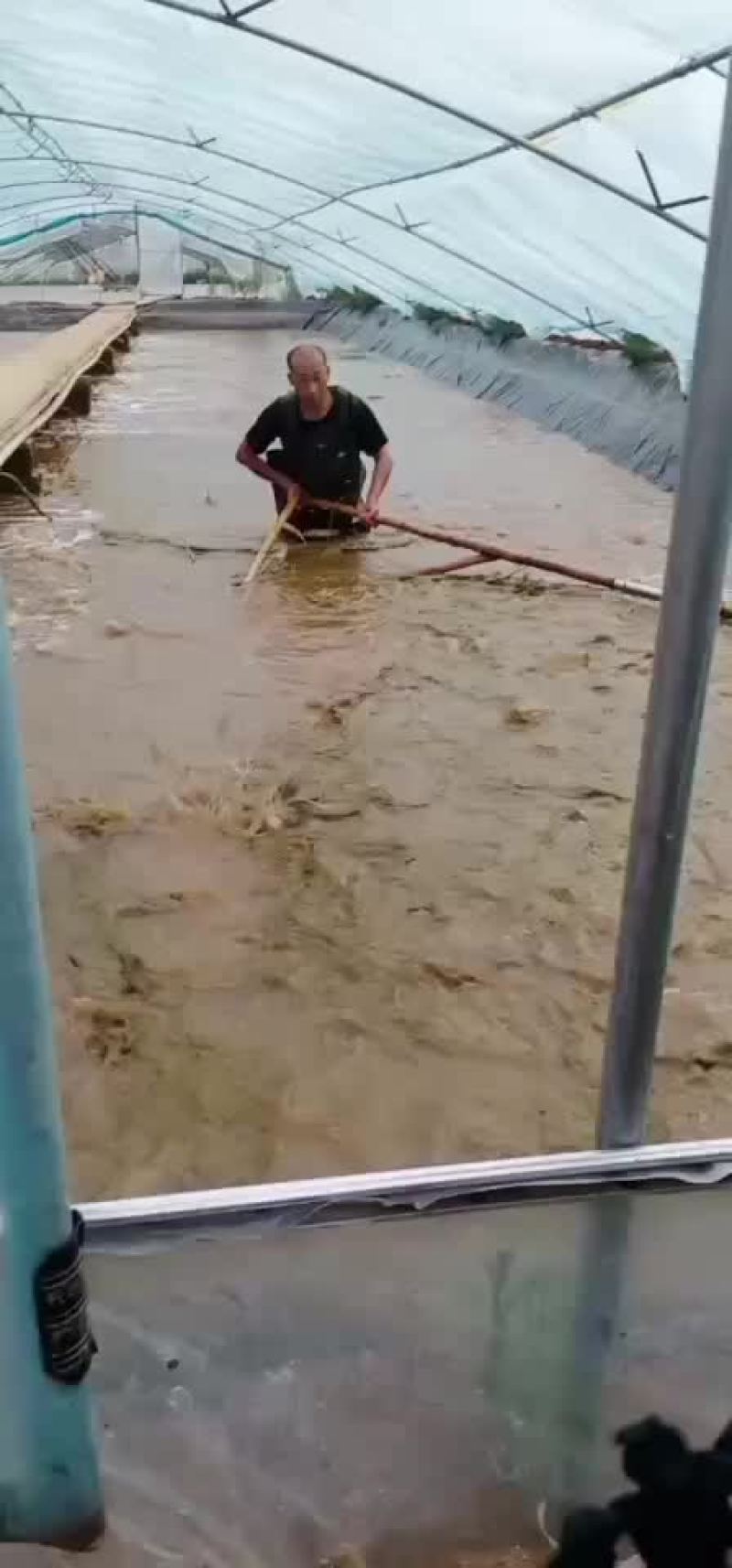 山东东营本地南美对虾大量供应可视频看货欢迎联系