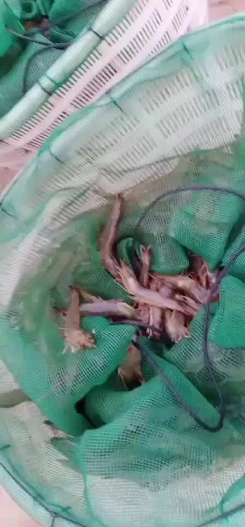 山东东营本地南美对虾大量供应可视频看货欢迎联系