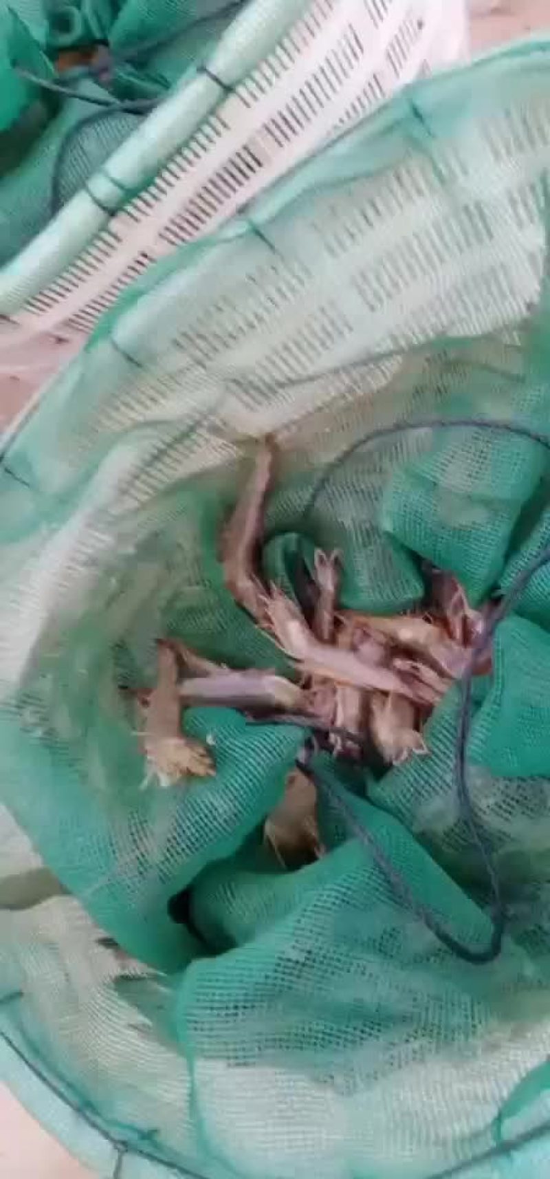 山东东营本地南美对虾大量供应可视频看货欢迎联系