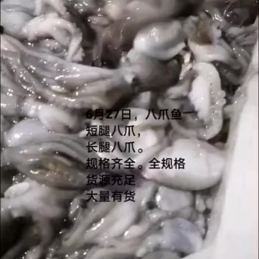 长腿八爪鱼，短腿八爪鱼