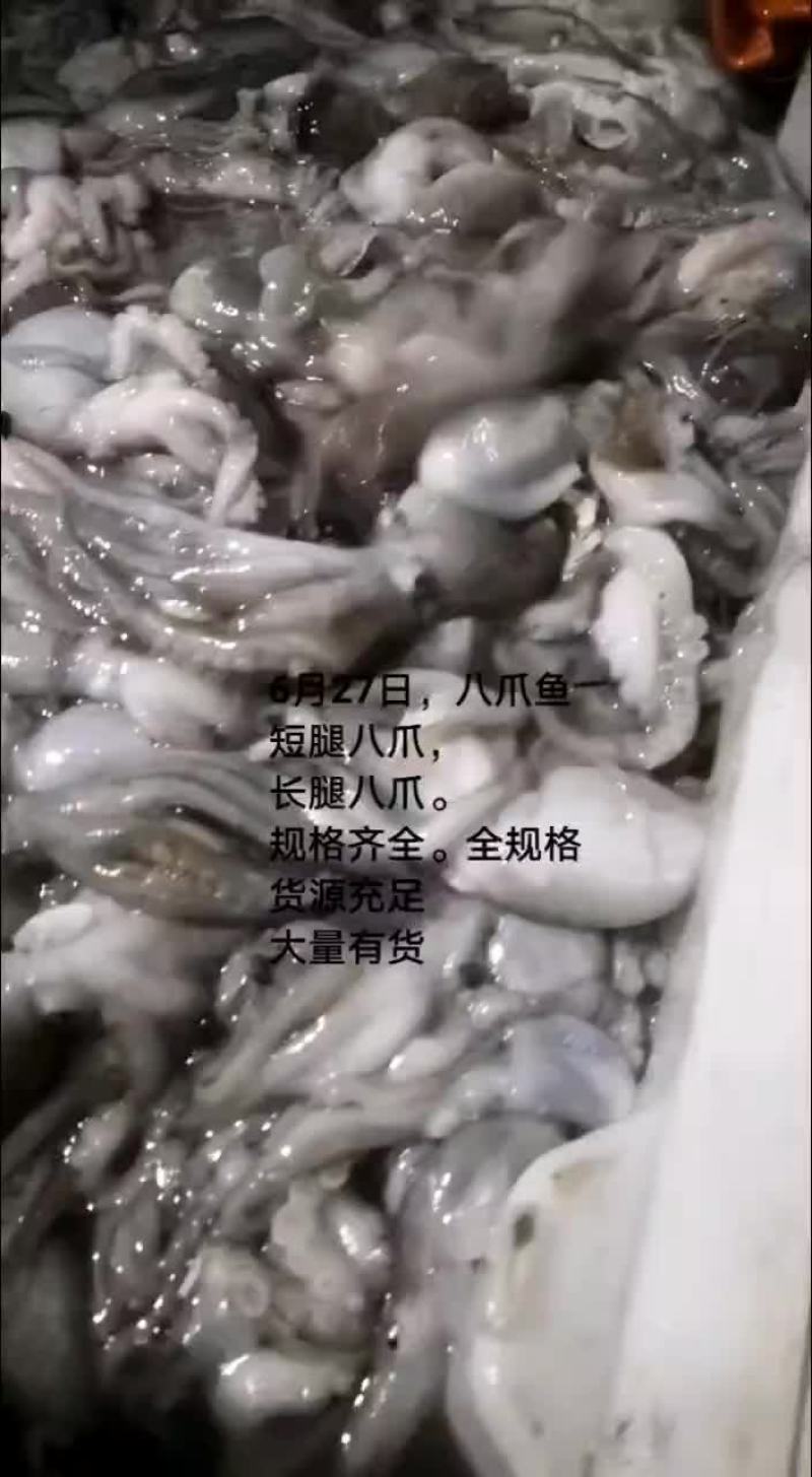 长腿八爪鱼，短腿八爪鱼