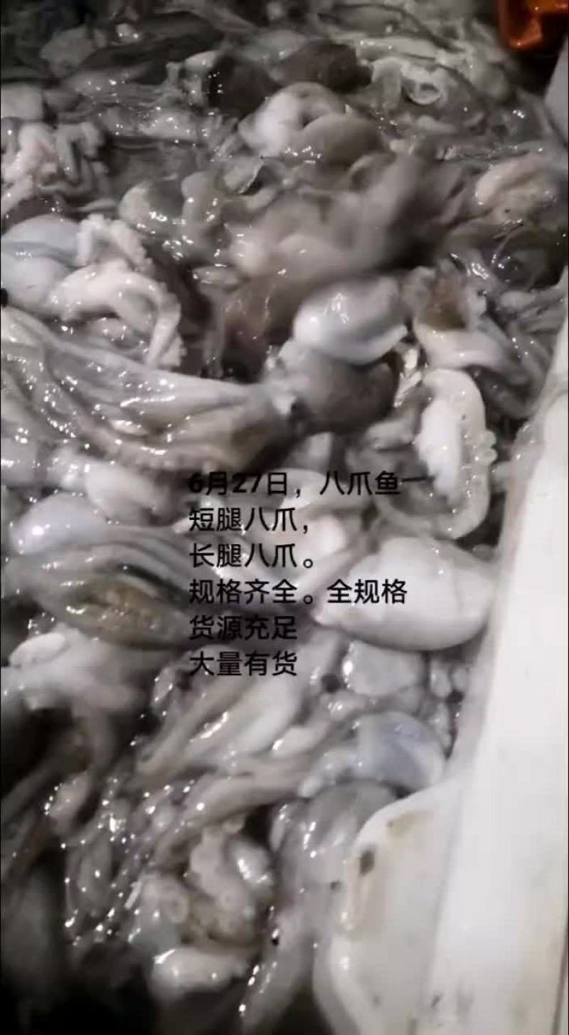 长腿八爪鱼，短腿八爪鱼