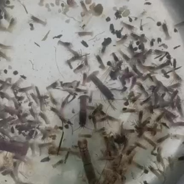 蓝龙虾苗