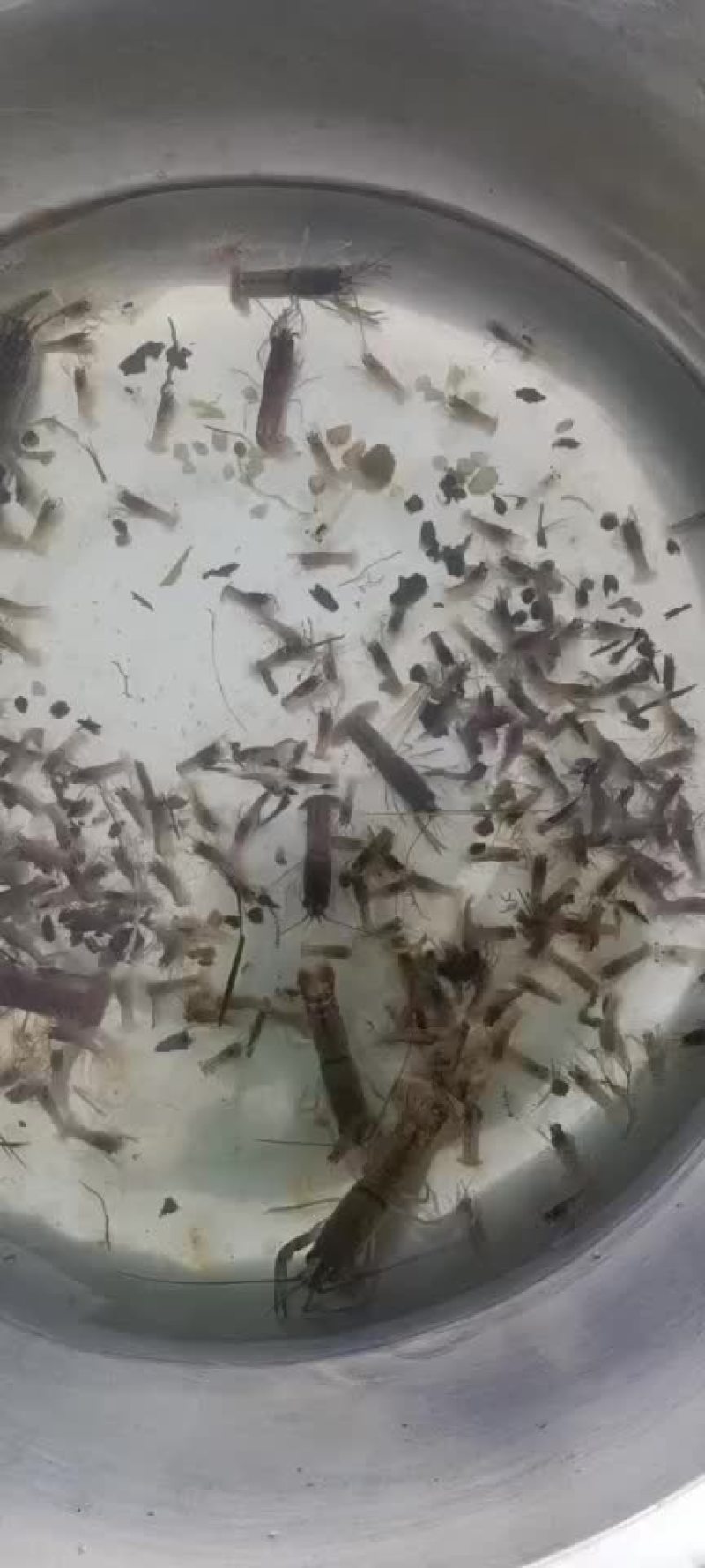 蓝龙虾苗
