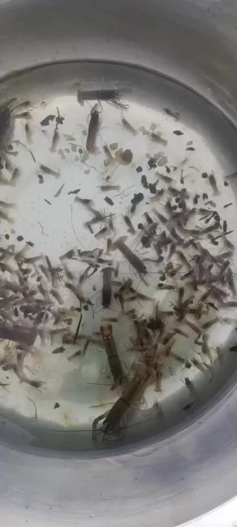 蓝龙虾苗