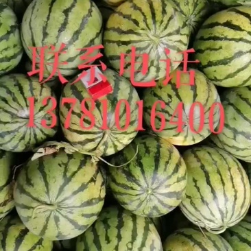 灵宝西瓜安农二号