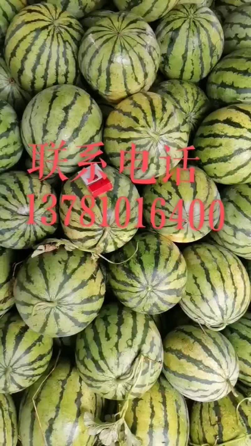 灵宝西瓜安农二号