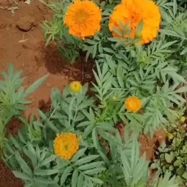 万寿菊花
