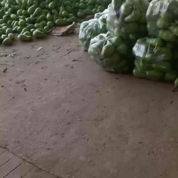 我们经营青茄子大量共应连系