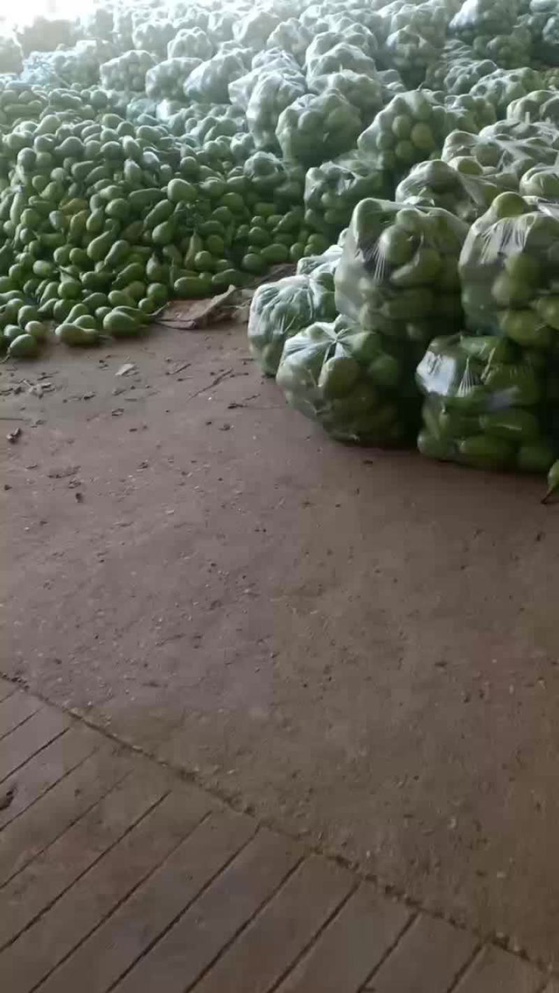 我们经营青茄子大量共应连系