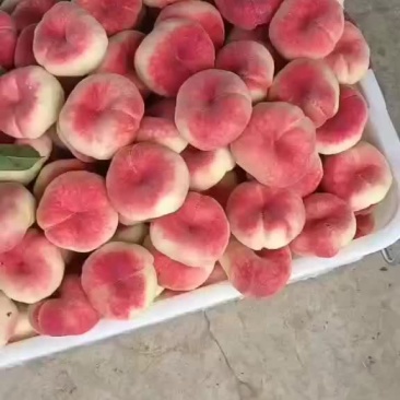 红蟠桃