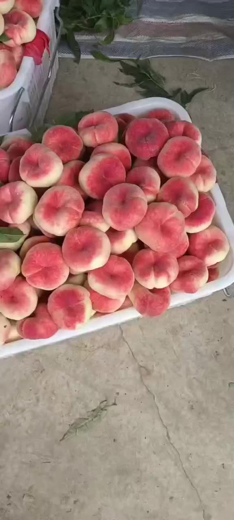 红蟠桃