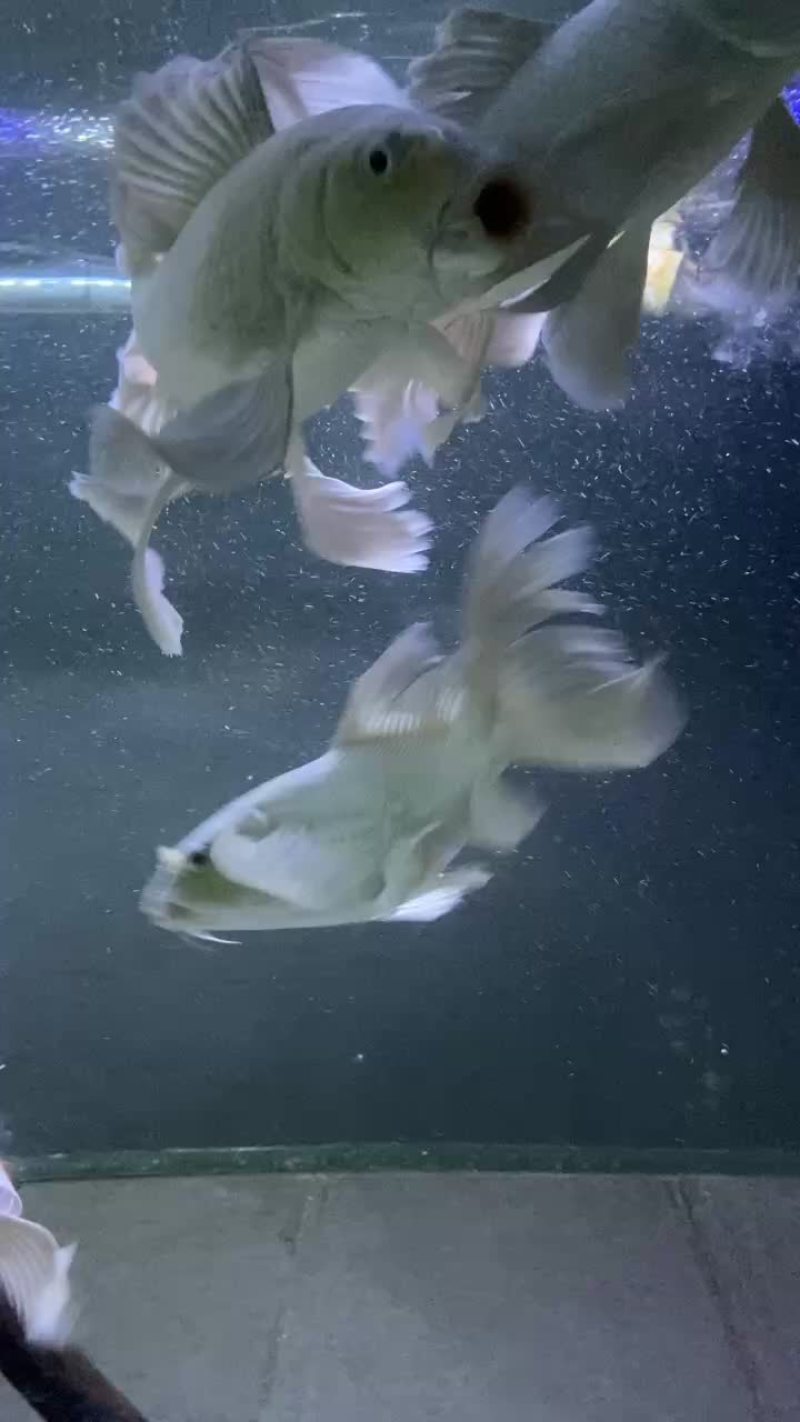 精品蝴蝶鲤