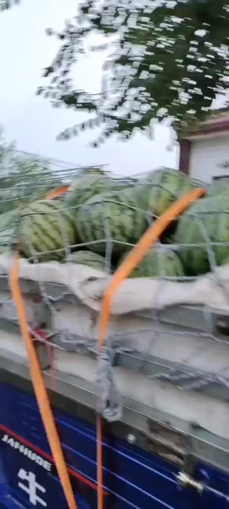 美都西瓜