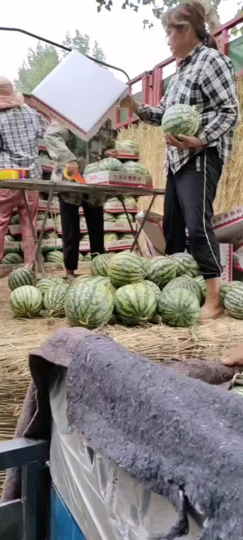 美都西瓜