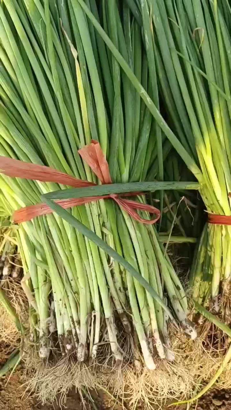 6月28号，葱苗基地继续发货，麦茬葱苗，一代二代都有现货