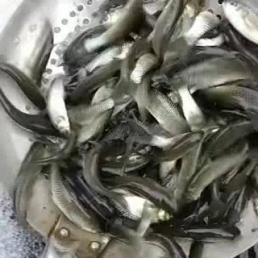 湖南草鱼苗批发，品种齐全，量大从优，规格齐全