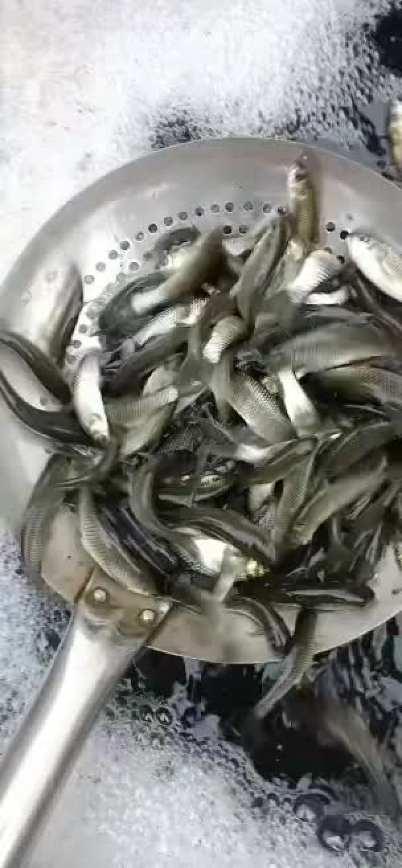 湖南草鱼苗批发，品种齐全，量大从优，规格齐全