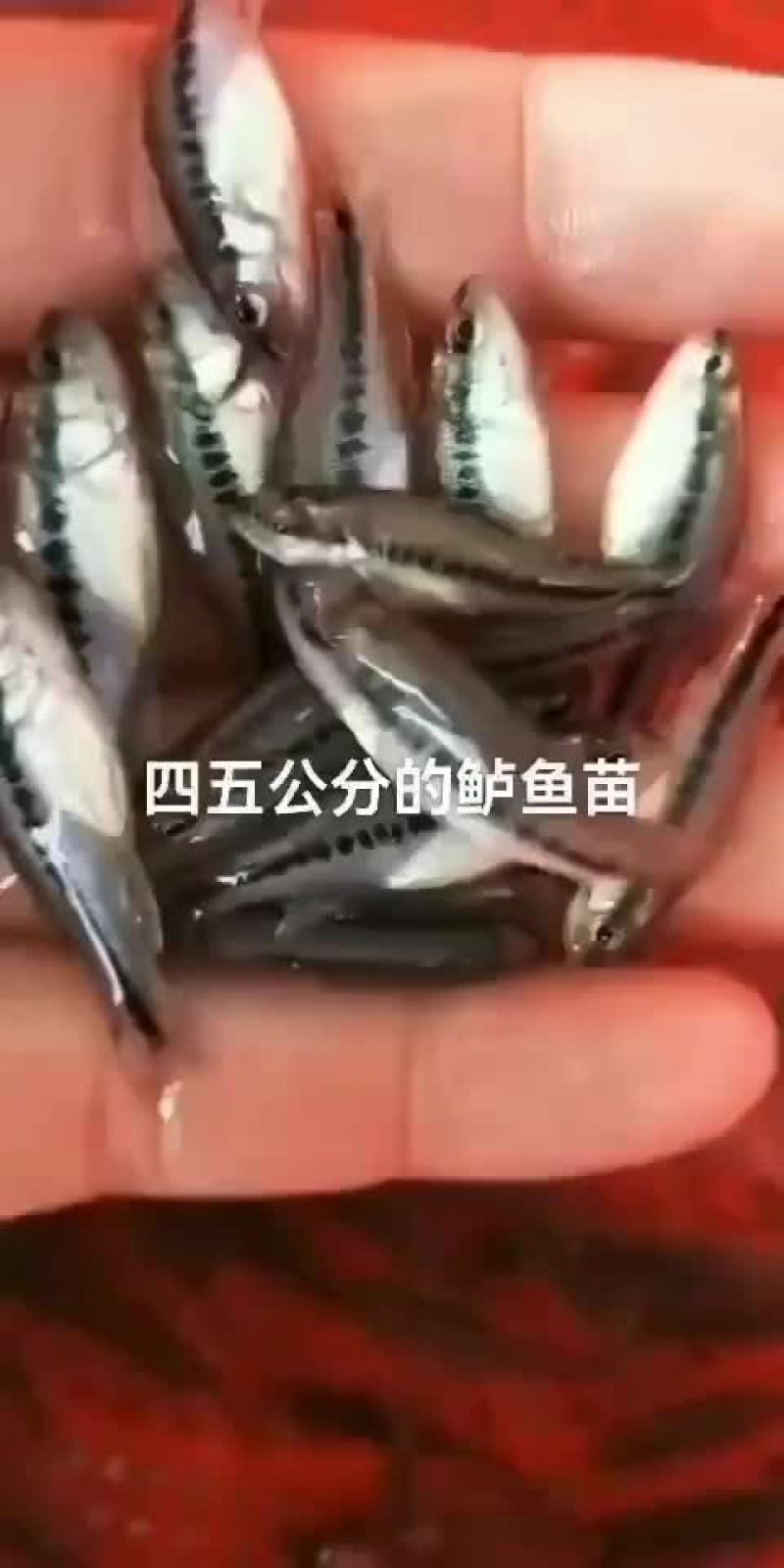 湖南草鱼苗批发，品种齐全，量大从优，规格齐全