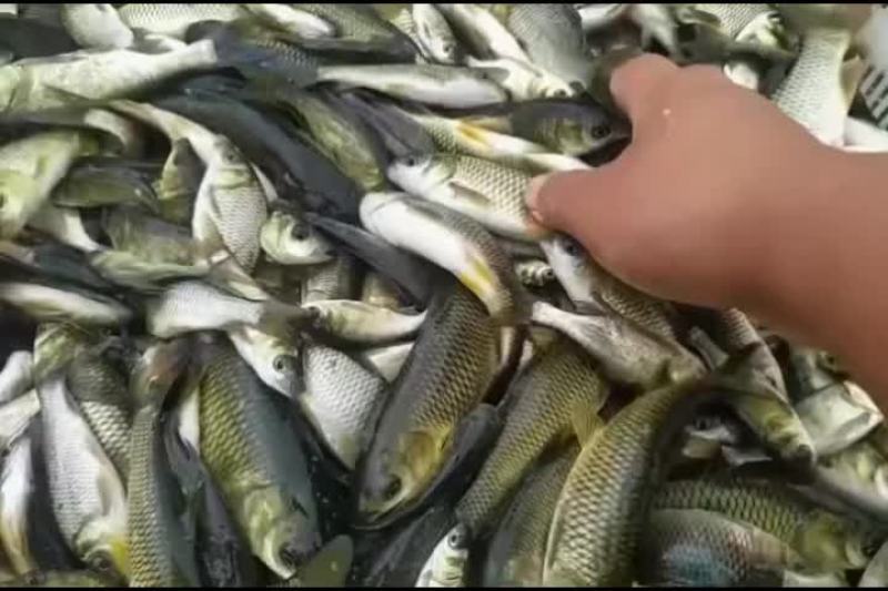 湖南草鱼苗批发，品种齐全，量大从优，规格齐全