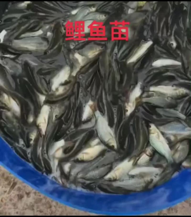 湖南草鱼苗批发，品种齐全，量大从优，规格齐全