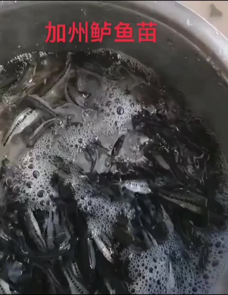 湖南草鱼苗批发，品种齐全，量大从优，规格齐全