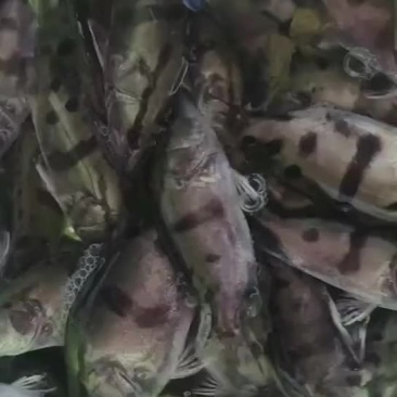 优质桂鱼苗，支持全国发货，大小都有