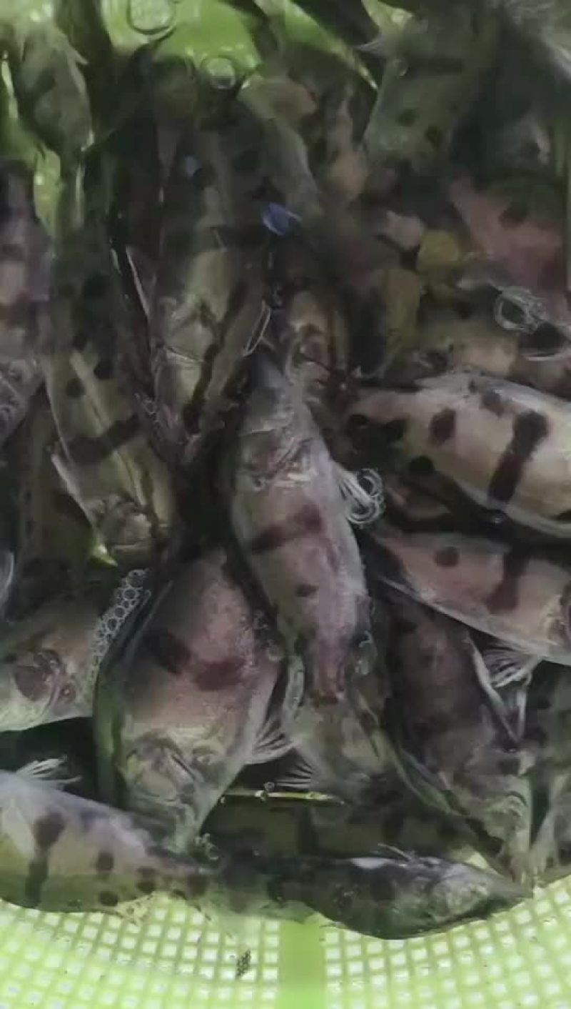 优质桂鱼苗，支持全国发货，大小都有