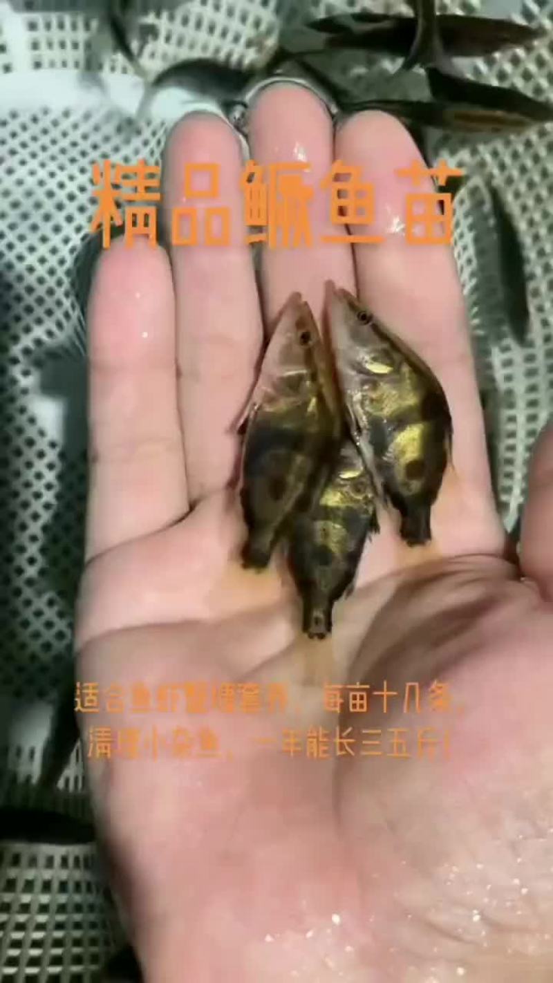 优质桂鱼苗，支持全国发货，大小都有