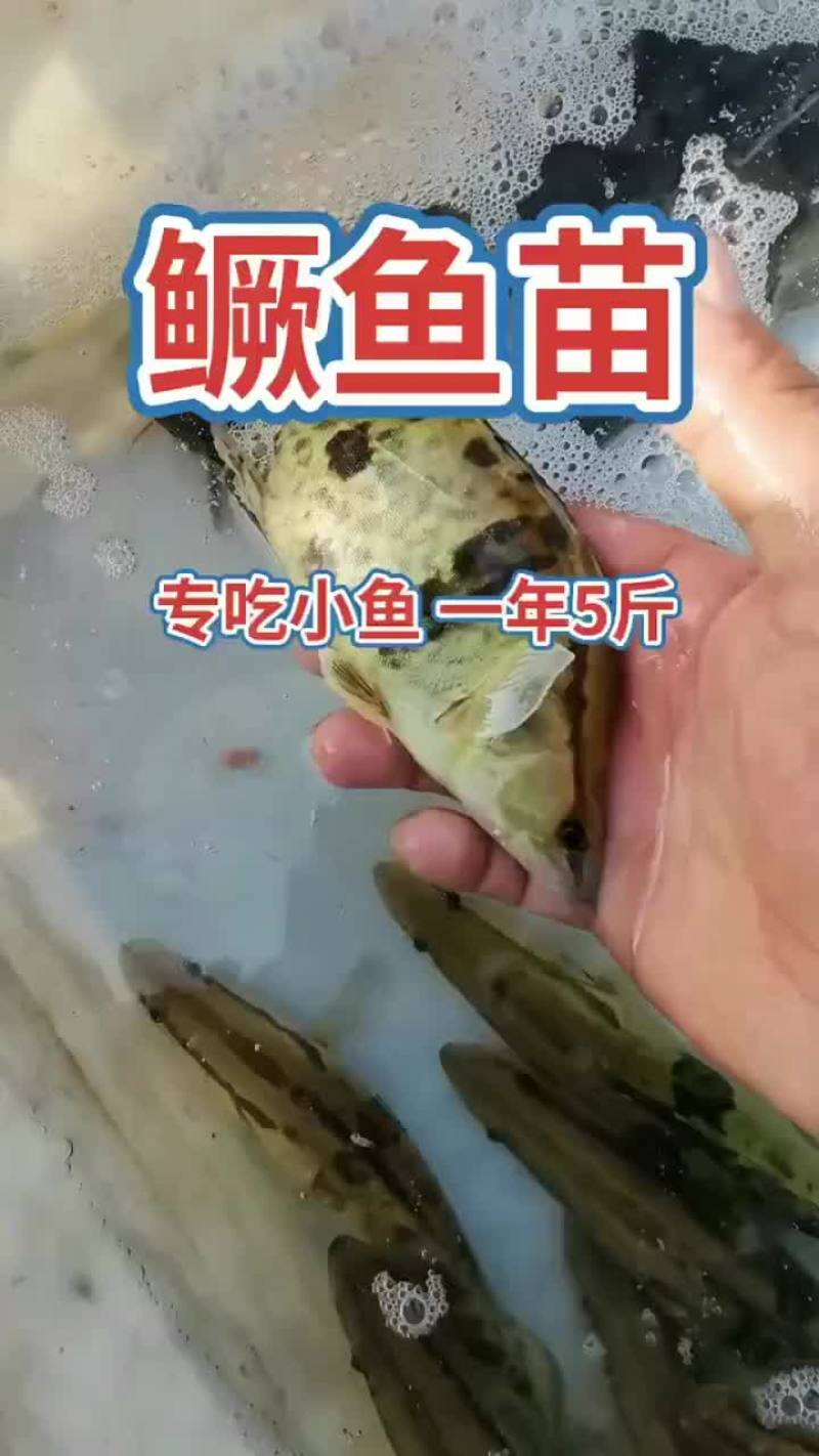 优质桂鱼苗，支持全国发货，大小都有
