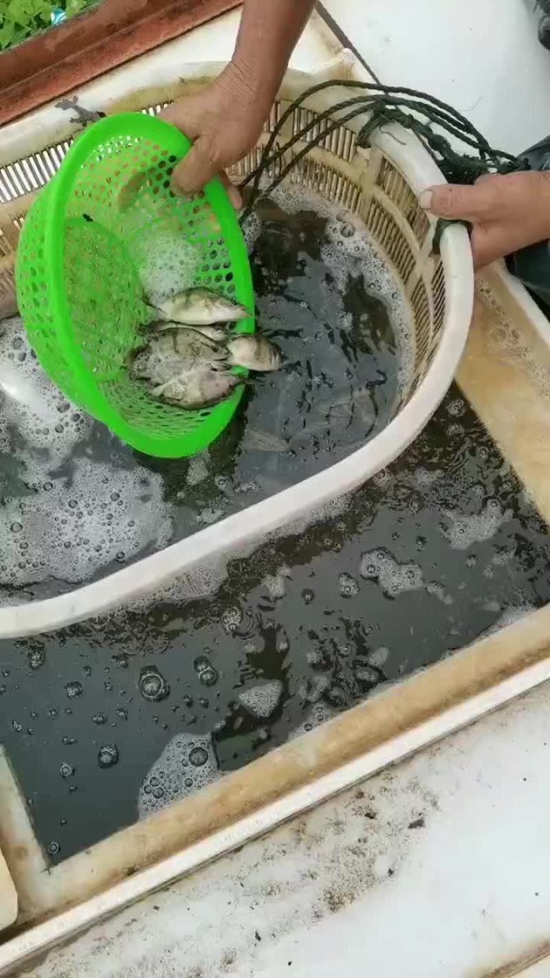 优质桂鱼苗，支持全国发货，大小都有