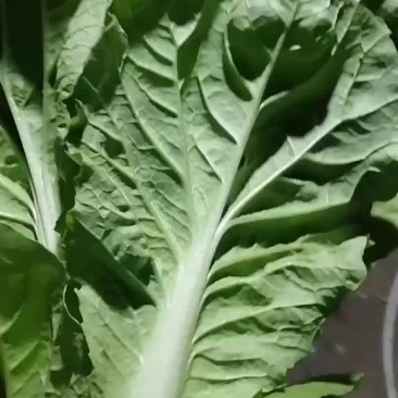 金品杭白菜，