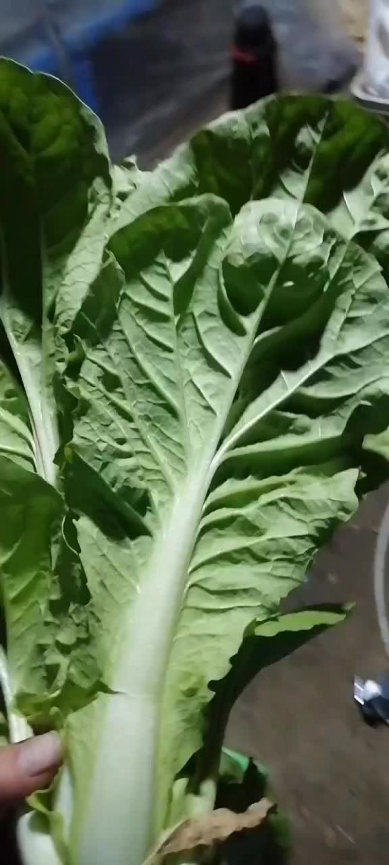 金品杭白菜，