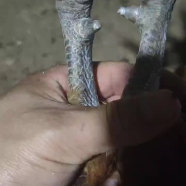 大黑瑶公鸡