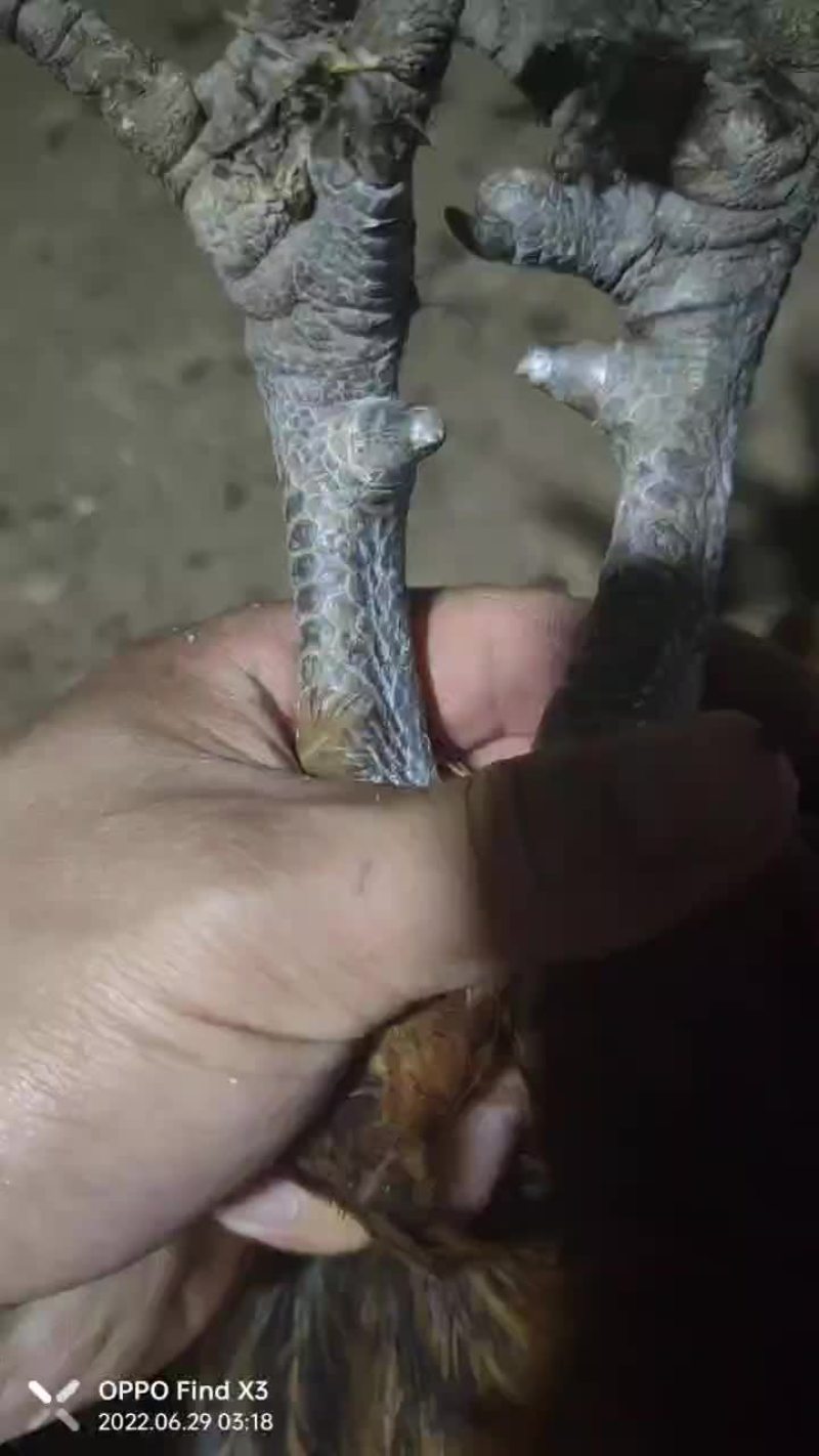 大黑瑶公鸡