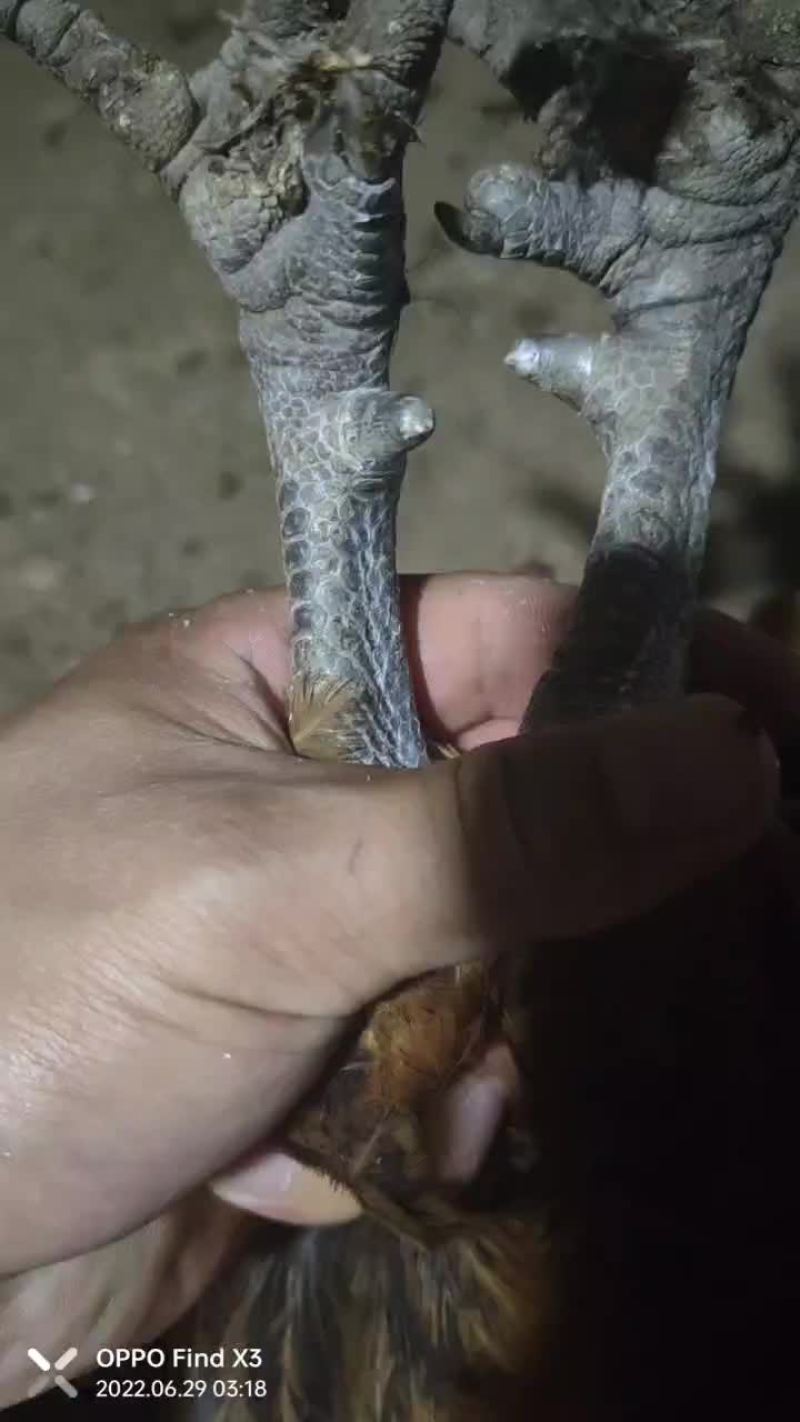 大黑瑶公鸡