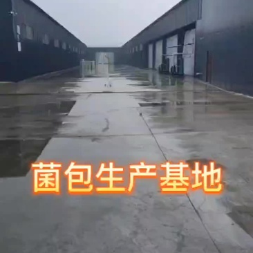 厂家直销大量供货金耳菌包。
