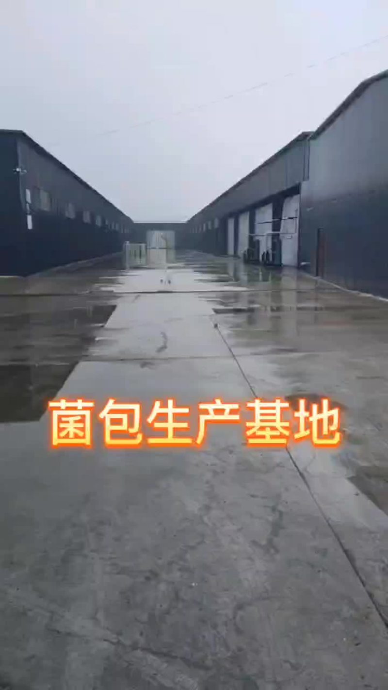 厂家直销大量供货金耳菌包。